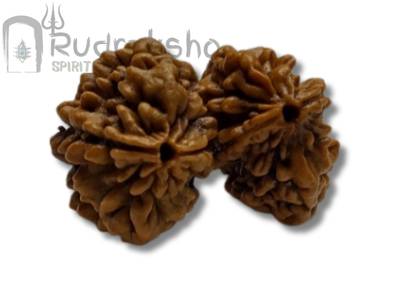 Two Mukhi Rudraksha from Rameswaram